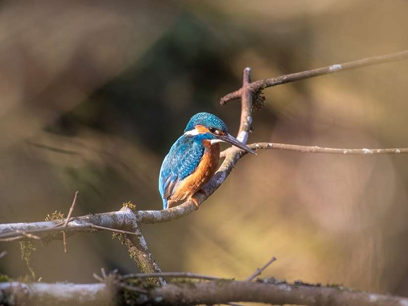 Smaragd-Gebiet Oberaargau