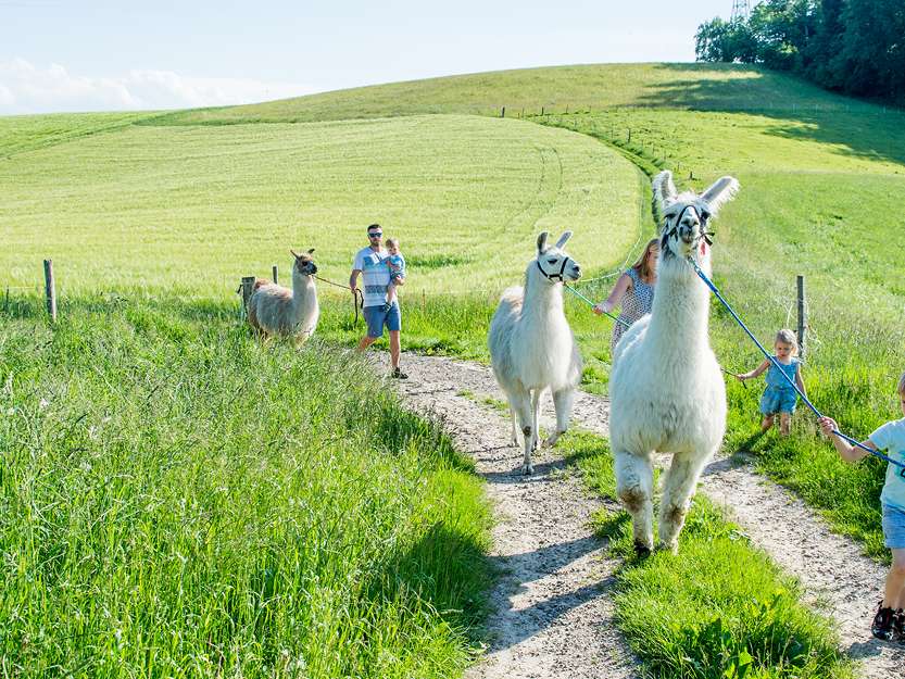 Lamahof Tschäppel Huttwil